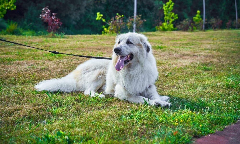 Great Pyrenees